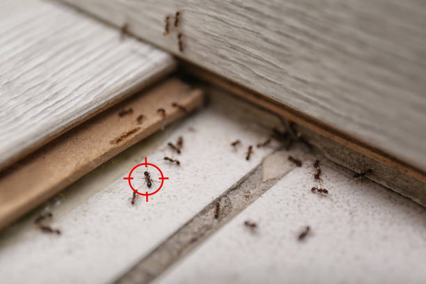 Best Residential Pest Control  in Castle Hills, TX