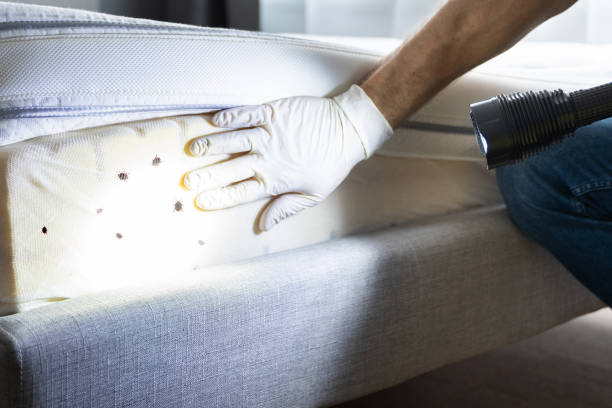 Best Pest Control Near Me  in Castle Hills, TX
