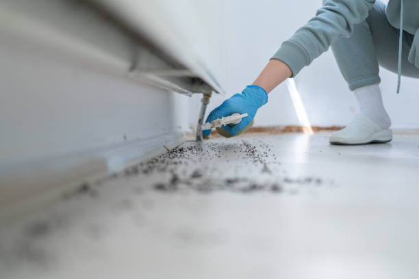 Best Cockroach Control Services  in Castle Hills, TX
